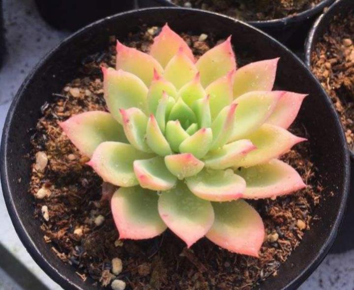 多肉三色堇有什么特点，如何养护更容易出状态？