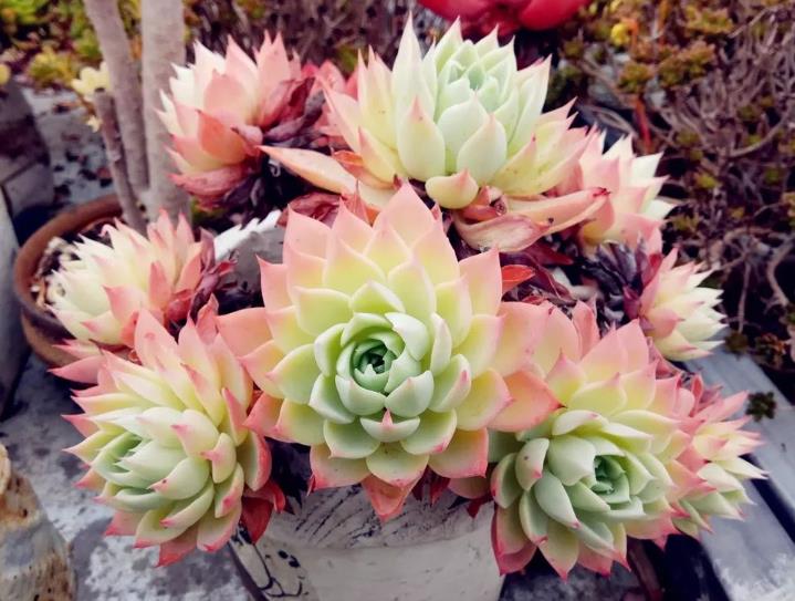 多肉三色堇有什么特点，如何养护更容易出状态？