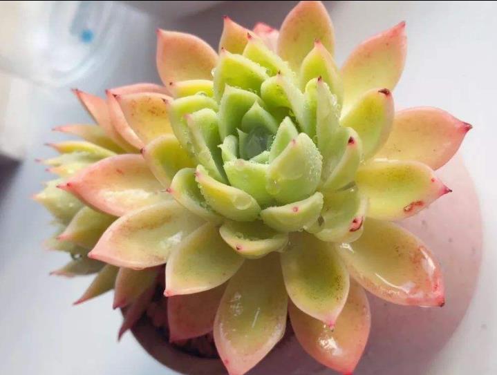 多肉三色堇有什么特点，如何养护更容易出状态？