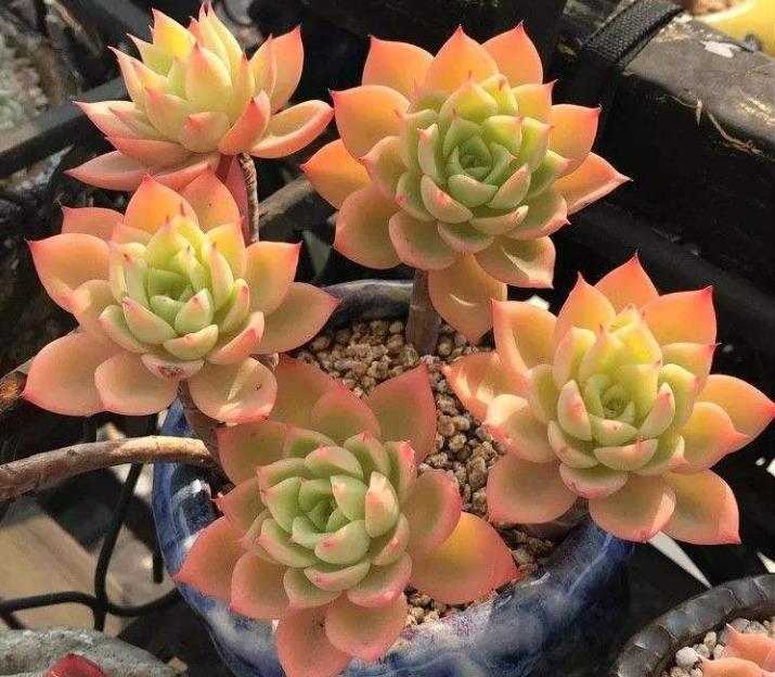 多肉三色堇有什么特点，如何养护更容易出状态？