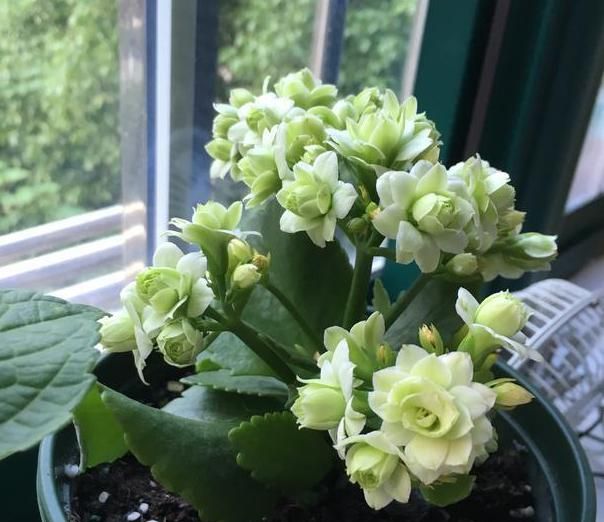 如何养护长寿花盆栽能开花多？将枝干剪一剪，老桩照样多开花