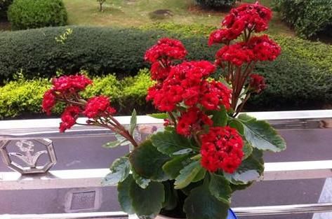 如何养护长寿花盆栽能开花多？将枝干剪一剪，老桩照样多开花