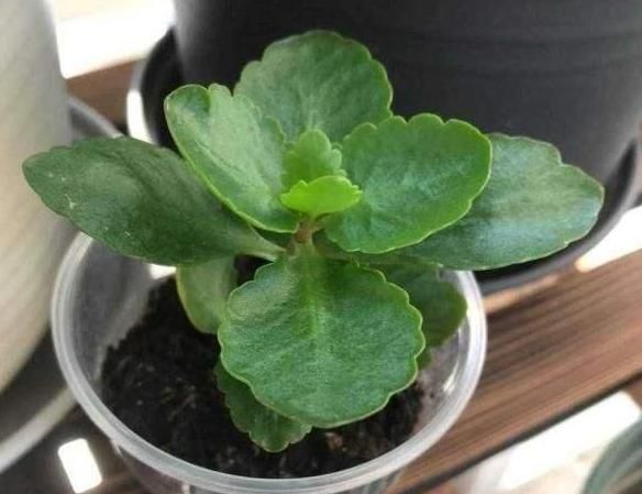 如何养护长寿花盆栽能开花多？将枝干剪一剪，老桩照样多开花