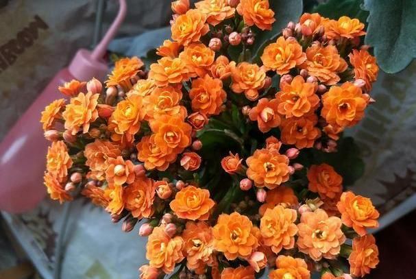 如何养护长寿花盆栽能开花多？将枝干剪一剪，老桩照样多开花