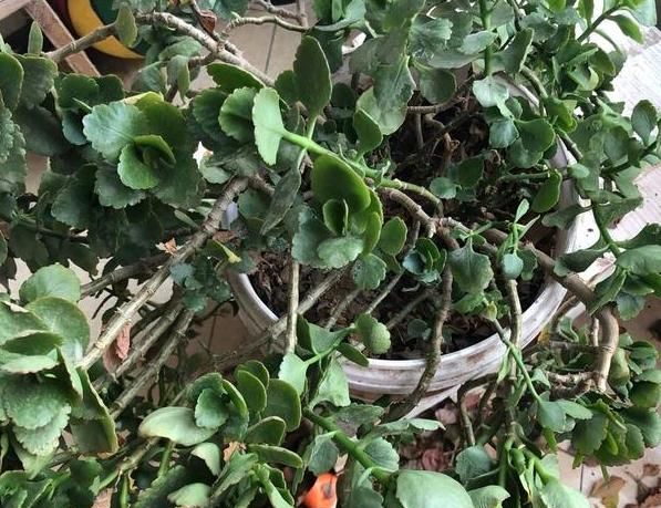 如何养护长寿花盆栽能开花多？将枝干剪一剪，老桩照样多开花