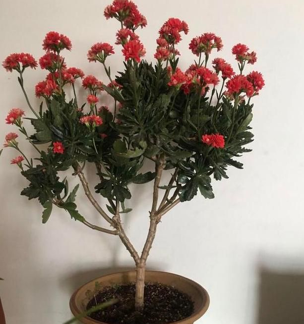 如何养护长寿花盆栽能开花多？将枝干剪一剪，老桩照样多开花