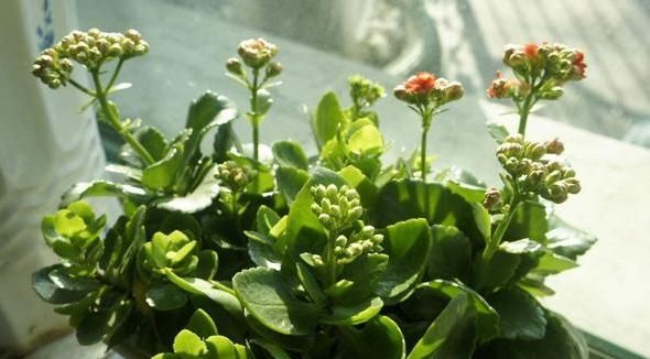 如何养护长寿花盆栽能开花多？将枝干剪一剪，老桩照样多开花