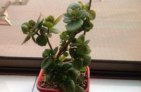 如何养护长寿花盆栽能开花多？将枝干剪一剪，老桩照样多开花