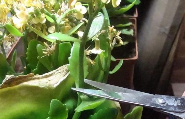 如何养护长寿花盆栽能开花多？将枝干剪一剪，老桩照样多开花