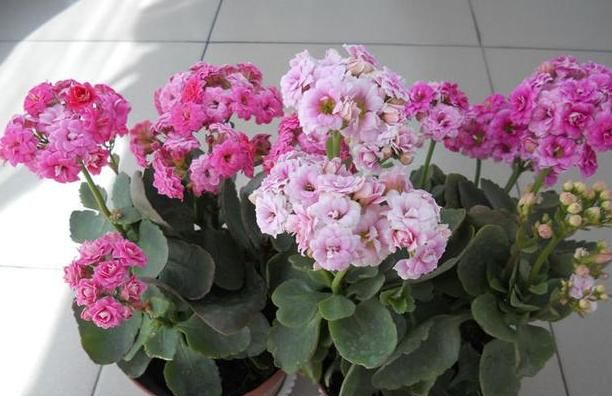 如何养护长寿花盆栽能开花多？将枝干剪一剪，老桩照样多开花