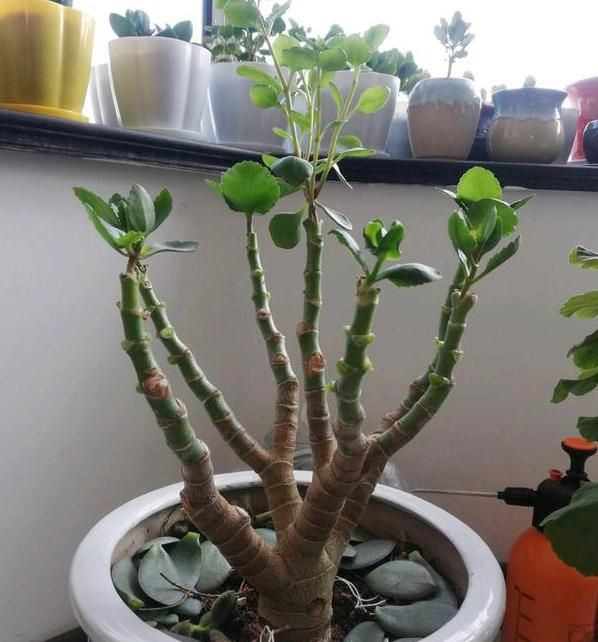 如何养护长寿花盆栽能开花多？将枝干剪一剪，老桩照样多开花