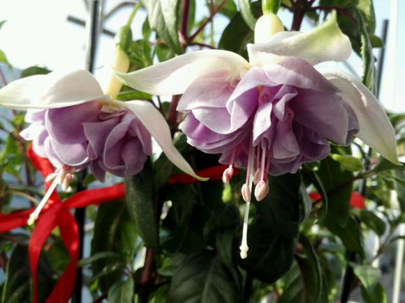 3.1花期最长的灯笼花，一年有三季都在开，真怕累坏它！