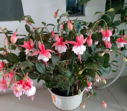 3.1花期最长的灯笼花，一年有三季都在开，真怕累坏它！