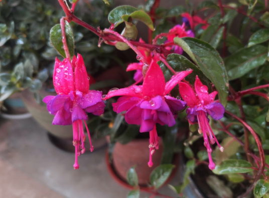 3.1花期最长的灯笼花，一年有三季都在开，真怕累坏它！