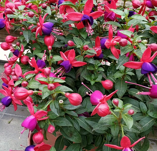 3.1花期最长的灯笼花，一年有三季都在开，真怕累坏它！