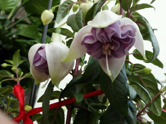 3.1花期最长的灯笼花，一年有三季都在开，真怕累坏它！