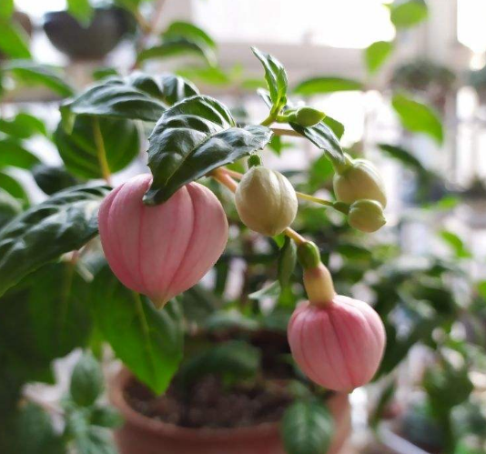 3.1花期最长的灯笼花，一年有三季都在开，真怕累坏它！