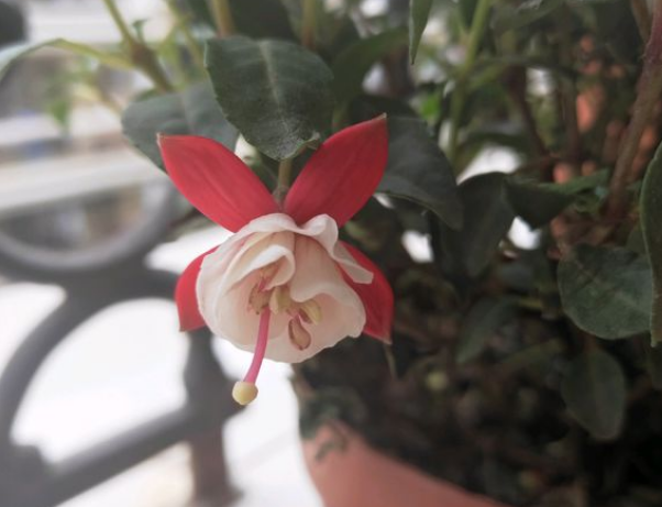 3.1花期最长的灯笼花，一年有三季都在开，真怕累坏它！