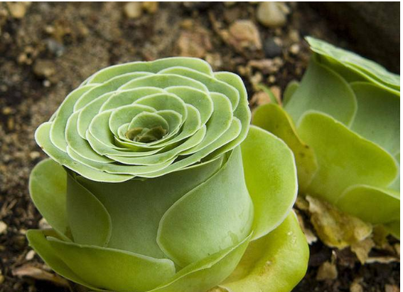 山地玫瑰养护妙招,记住几点,叶子胖嘟嘟爆盆,可爱又美丽