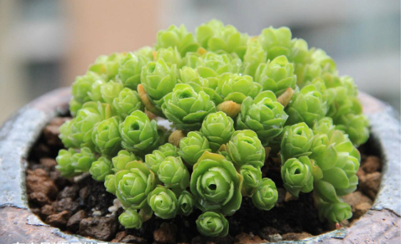 山地玫瑰养护妙招,记住几点,叶子胖嘟嘟爆盆,可爱又美丽