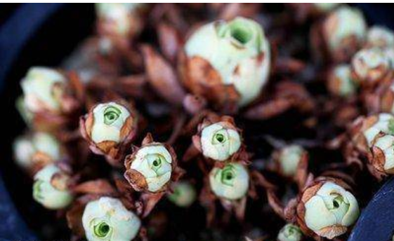 山地玫瑰养护妙招,记住几点,叶子胖嘟嘟爆盆,可爱又美丽