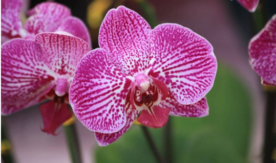 蝴蝶兰秋季养护小技巧,掌握几点,花期超长,花朵艳丽爆盆