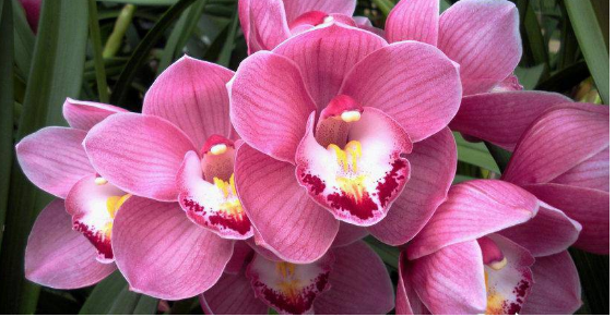 蝴蝶兰秋季养护小技巧,掌握几点,花期超长,花朵艳丽爆盆