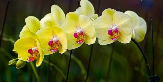 蝴蝶兰秋季养护小技巧,掌握几点,花期超长,花朵艳丽爆盆