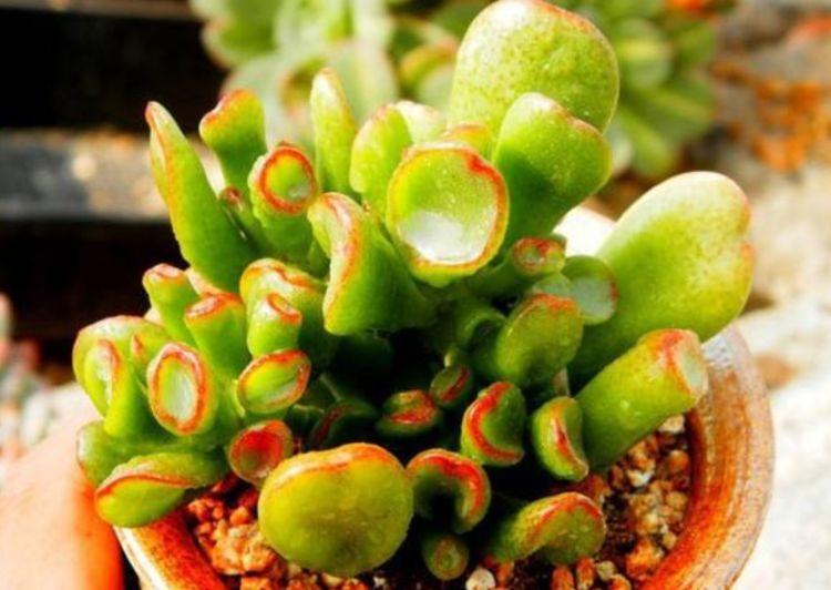 4种花是“爆盆能手”，养护简单又漂亮，最适合新手养了！