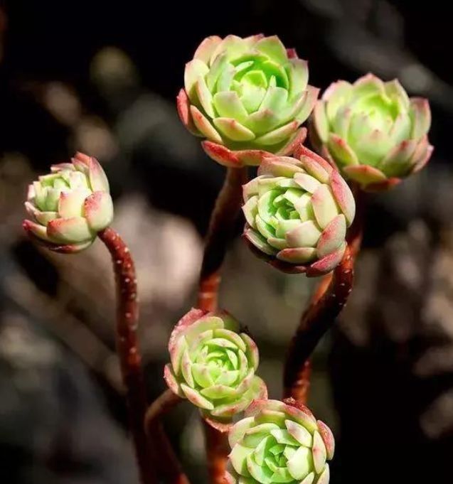 4种花是“爆盆能手”，养护简单又漂亮，最适合新手养了！