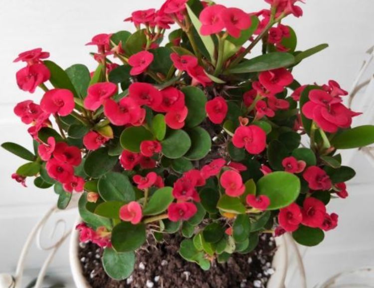 4种花是“爆盆能手”，养护简单又漂亮，最适合新手养了！