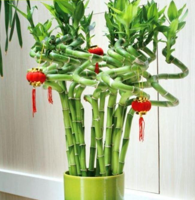 4种花是“爆盆能手”，养护简单又漂亮，最适合新手养了！