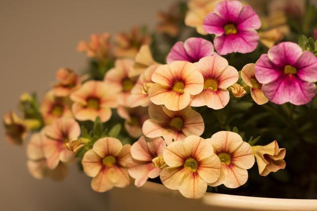 冬季适合室内养护的草花,好养易开花,分分钟爆盆,养多了会上瘾