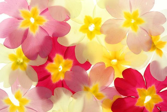 冬季适合室内养护的草花,好养易开花,分分钟爆盆,养多了会上瘾