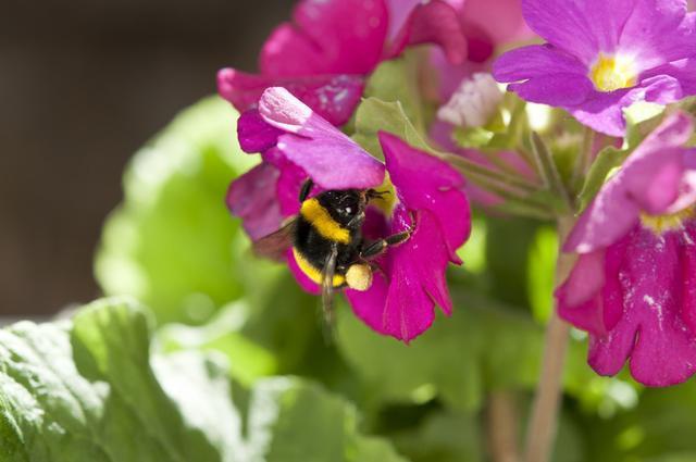 冬季适合室内养护的草花,好养易开花,分分钟爆盆,养多了会上瘾