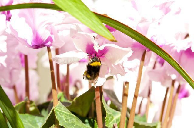 冬季适合室内养护的草花,好养易开花,分分钟爆盆,养多了会上瘾