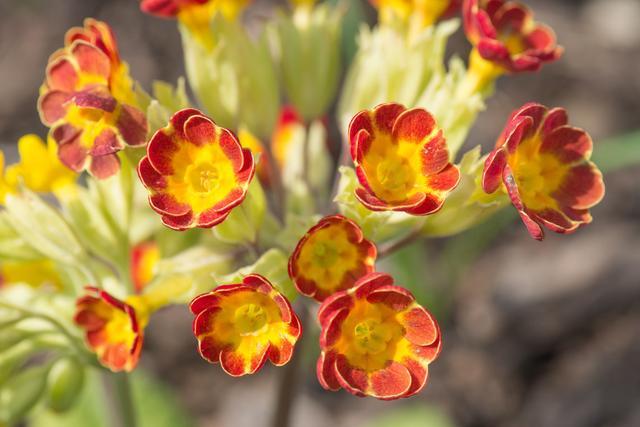 冬季适合室内养护的草花,好养易开花,分分钟爆盆,养多了会上瘾