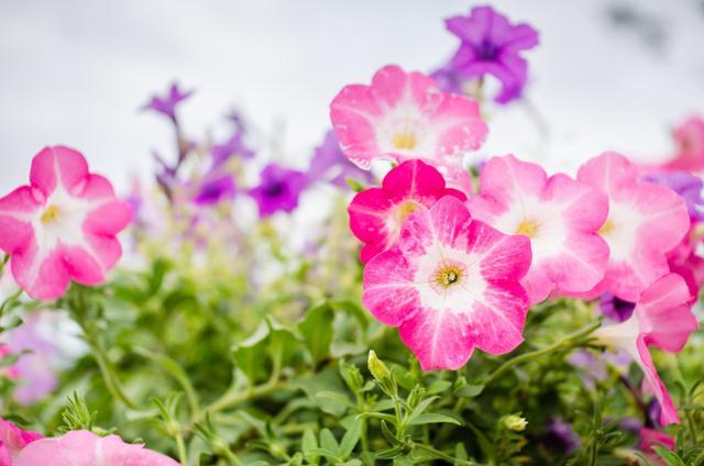 冬季适合室内养护的草花,好养易开花,分分钟爆盆,养多了会上瘾