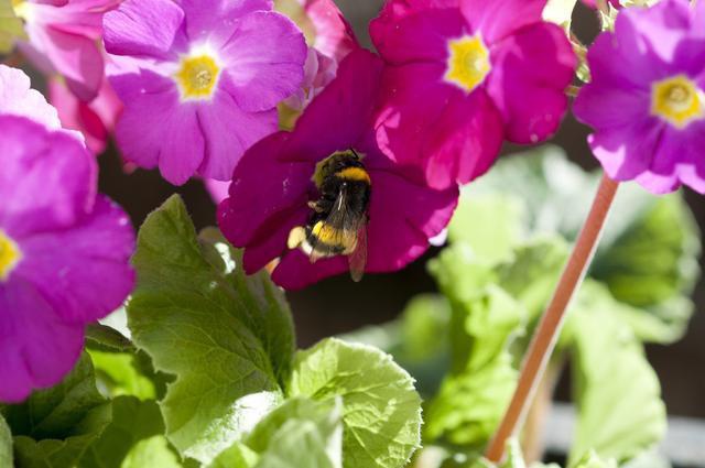 冬季适合室内养护的草花,好养易开花,分分钟爆盆,养多了会上瘾