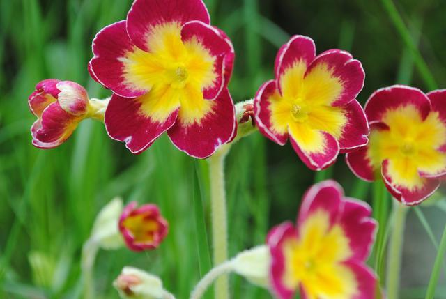 冬季适合室内养护的草花,好养易开花,分分钟爆盆,养多了会上瘾