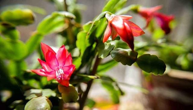 这2种花养护时换个方法,花量增多枝繁叶茂,开春大变身