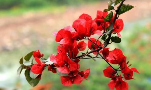 这2种花养护时换个方法,花量增多枝繁叶茂,开春大变身