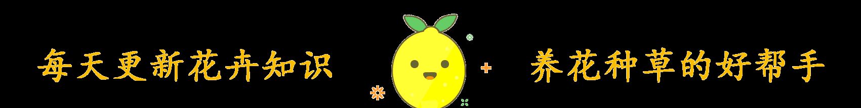 这2种花养护时换个方法,花量增多枝繁叶茂,开春大变身