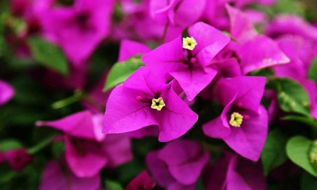 这2种花养护时换个方法,花量增多枝繁叶茂,开春大变身