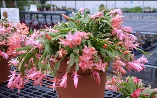 这2种花养护时换个方法,花量增多枝繁叶茂,开春大变身