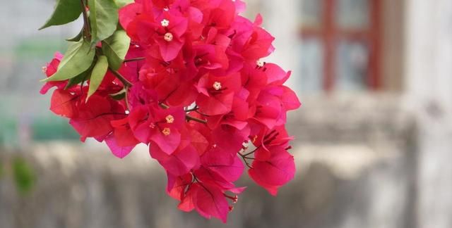 这2种花养护时换个方法,花量增多枝繁叶茂,开春大变身