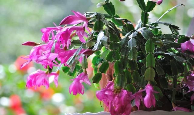 这2种花养护时换个方法,花量增多枝繁叶茂,开春大变身