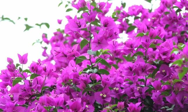 这2种花养护时换个方法,花量增多枝繁叶茂,开春大变身