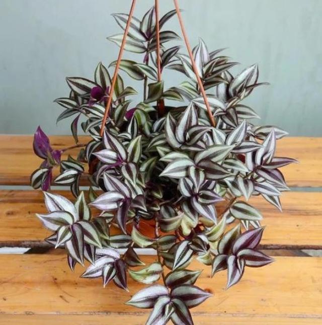 阳台盆栽选这种植物，夏季养护易长爆盆，3月扦插成活率高