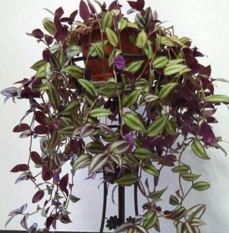 阳台盆栽选这种植物，夏季养护易长爆盆，3月扦插成活率高